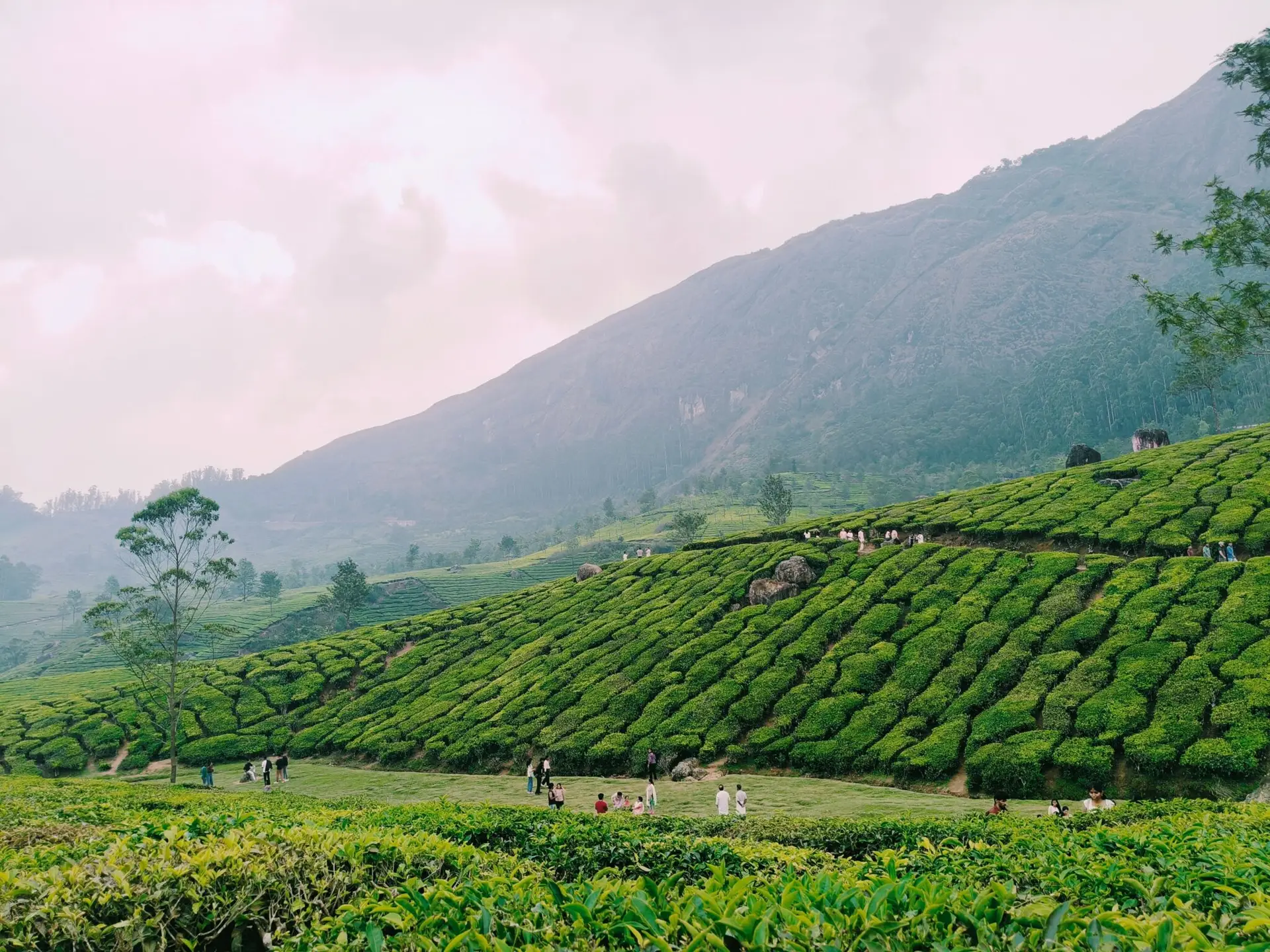 Scenic view of tea plantations in Munnar, Kerala with people exploring the lush hills.