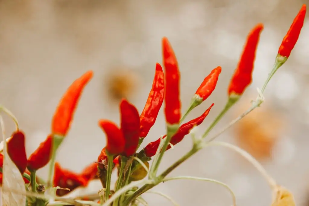 Close-up shot of red chili peppers with a blurred background and selective focus.